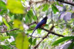 BAIRDS-TROGON-BY-MAURO