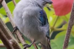 BLUE-GRAY-TANAGER-BY-MAURO