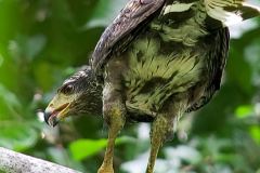 CANGREJERO-BY-OFFICIALGUIDECR