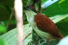 GREAT-ANTSHRIKE-FEMALE