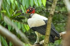 KING-VULTURE-COSTA-RICA-BY-MAURO