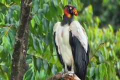 KING-VULTURE-OFFICIALGUIDECR-MAURO