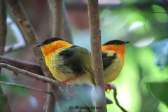 birdwatching tours with Mauro