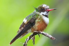 BIRDWATCHING WITH MAURO