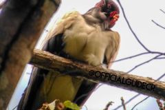 king-vulture-1