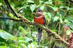 trogon-collarejo-female-1