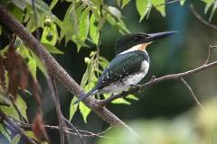 green kingfisher