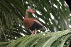 black bellied whistle duck