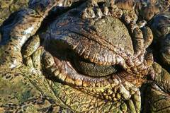 american crocodile