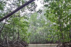 MANGROVE-TOUR-IN-KAYAK-WITH-MAURO-e1591253756754