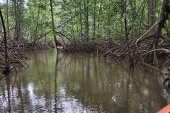 MANGROVE-TOUR-WITH-MAURO-e1594182901632