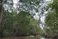 MANGROVE-e1594182822230