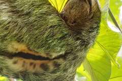 a great male hanging on a cecropia tree. Dont miss this and many other creatures at the park.