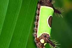 caterpillar seen at the park.