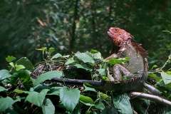 largest lizard in Costa Rica