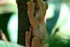 in Manuel Antonio Park