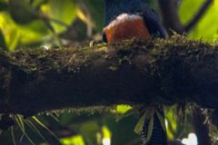 Orange Bellied Trogon