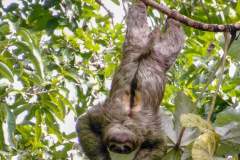 Sloth Hanging