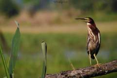 Mangrove birds