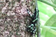 Green and Black Dart Frog