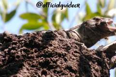 Black iguana against bat