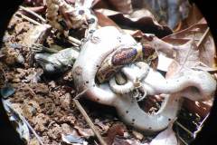 Contricting an iguana