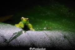 Glass frog nightwalk