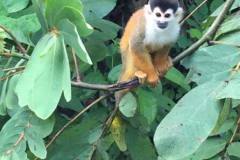 Squirrel Mokey - Titi Monkey