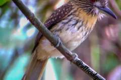 Puffbird