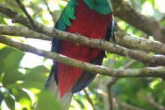 Quetzal