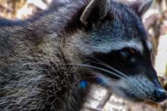 Raccon