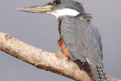 Ringed Kingfisher