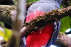 Slaty Tailed Trogon Female