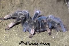 tarantula-night-tour-