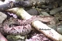 Terciopelo - Fer de lance Snake