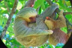 TWO TOED SLOTHS - MOM AND BABY.