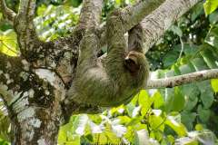 female sloth just chilling out at paradise