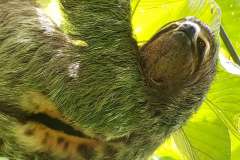 a male Three toed sloth in the paradise.