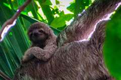 baby three toed sloth