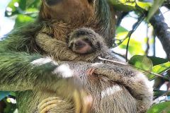HAPPY-MOM-AND-BABY-SLOTH-BY-MAURO-COSTA-RICA
