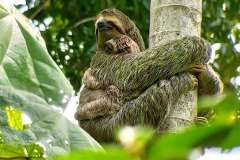 sloths paradise
