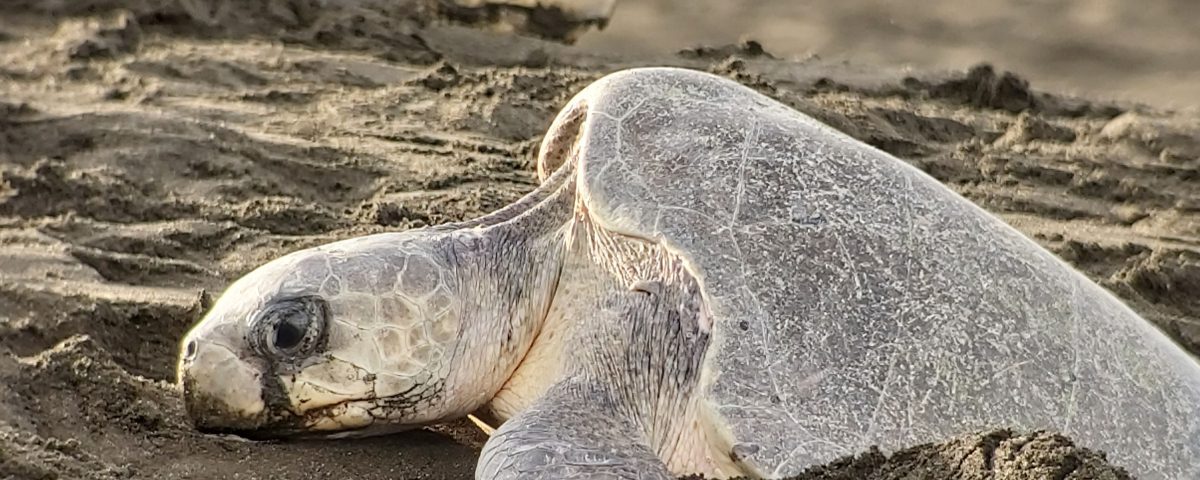 OLIVE RIDLEY SEA TURTLE BY MAURO