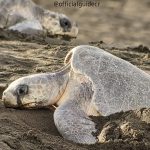 OLIVE RIDLEY SEA TURTLE BY MAURO