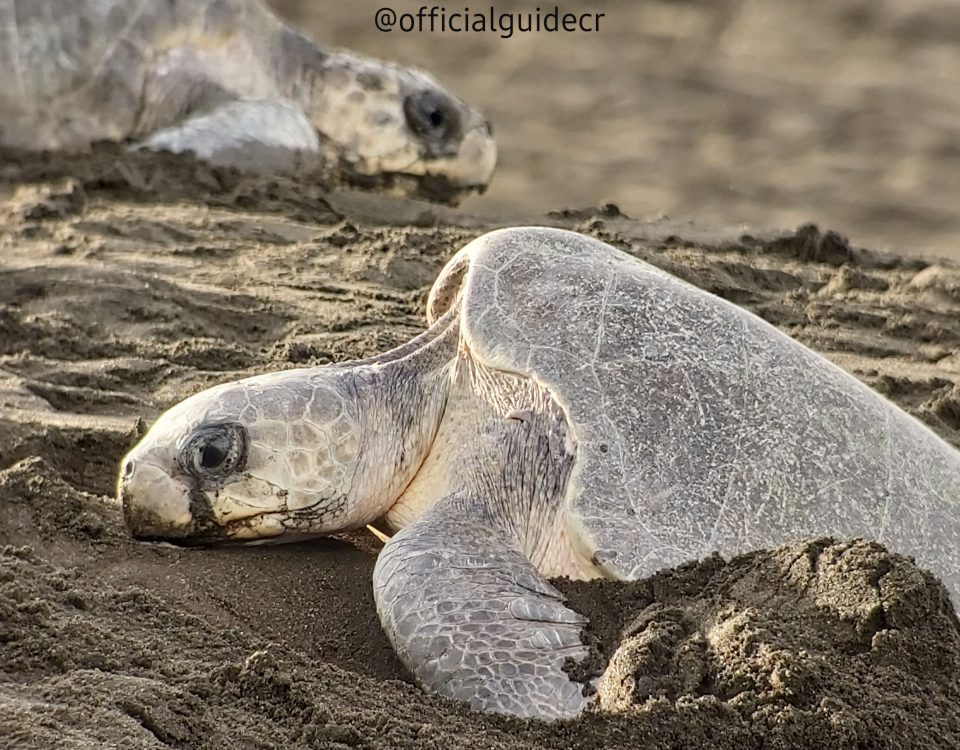 OLIVE RIDLEY SEA TURTLE BY MAURO