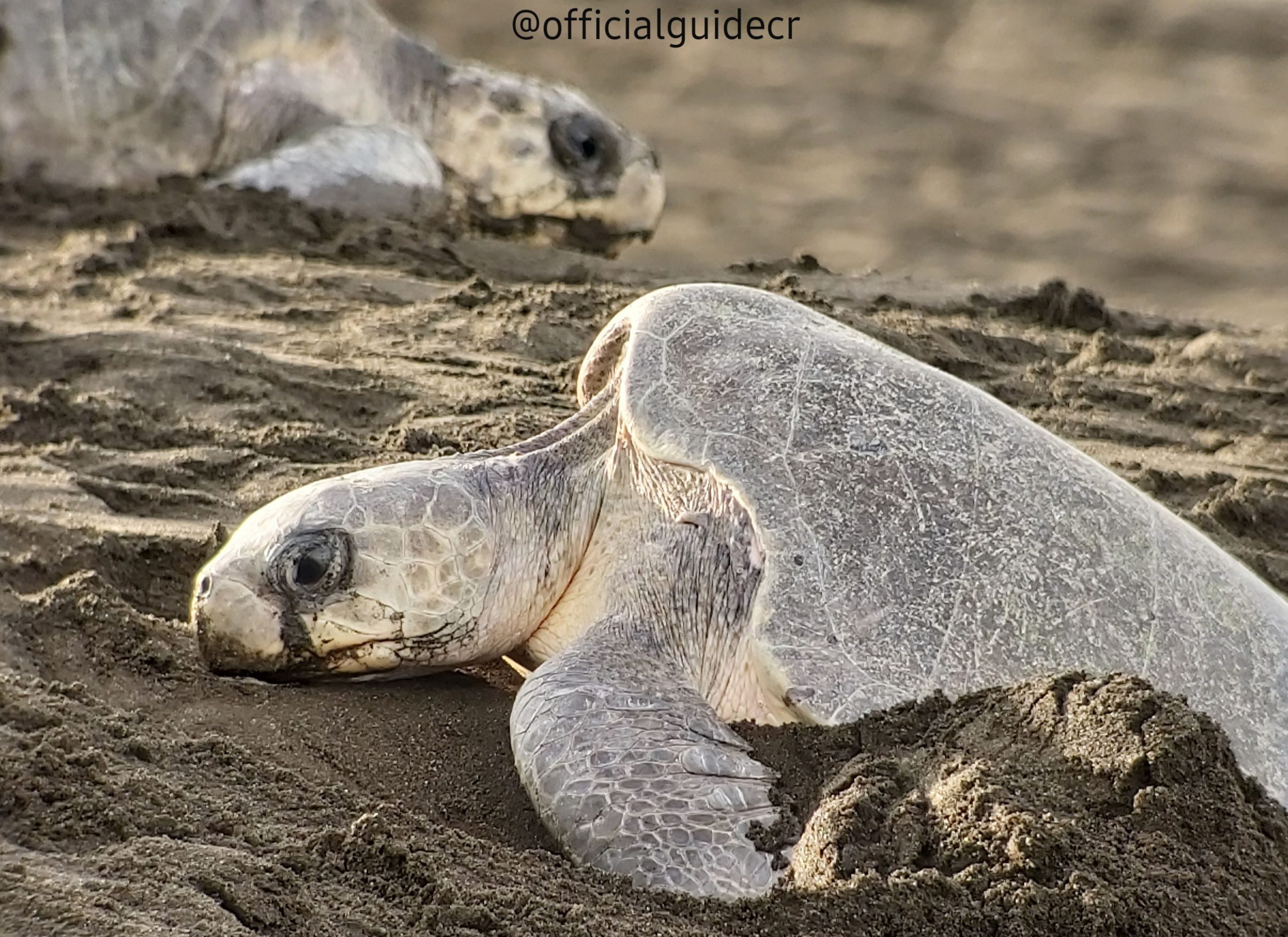 OLIVE RIDLEY SEA TURTLE BY MAURO